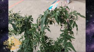 Жасмин Полиантум Многоцветковый арка