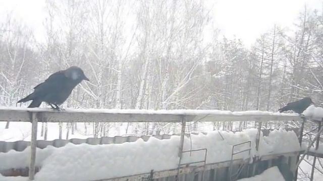Галки на балконе зимой дерутся. смотреть онлайн