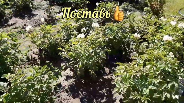 Чем подкормить картофель когда он цветёт. смотреть онлайн