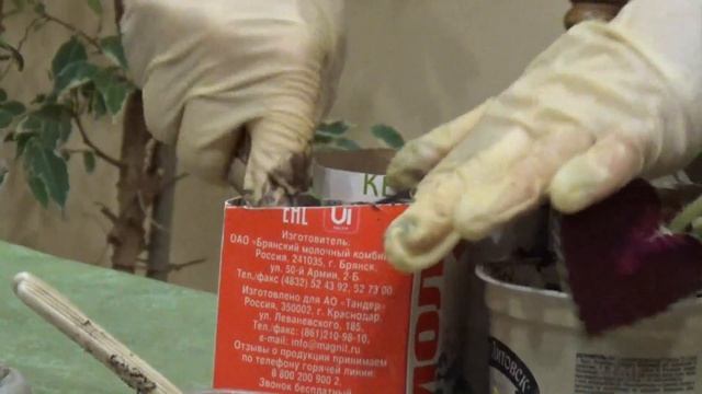 Колеус размножаем черенкованием смотреть онлайн