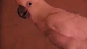 крик какаду.