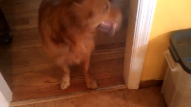 Stretchdog and splinter смотреть онлайн