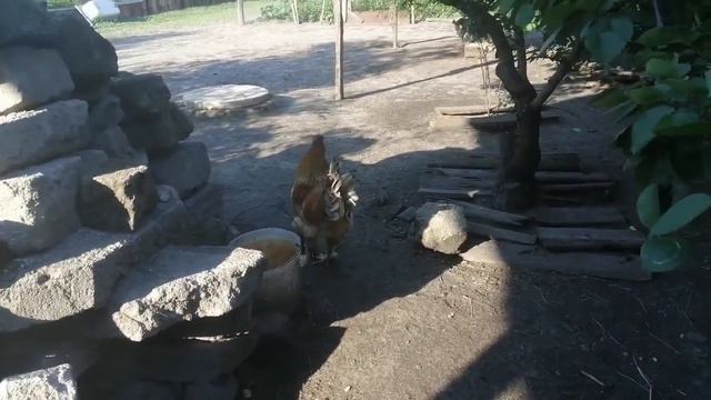 КАК ПЕТУХ ТОПЧЕТ КУР? МОМЕНТЫ ПИКАПА С ПОДКАТОМ)))