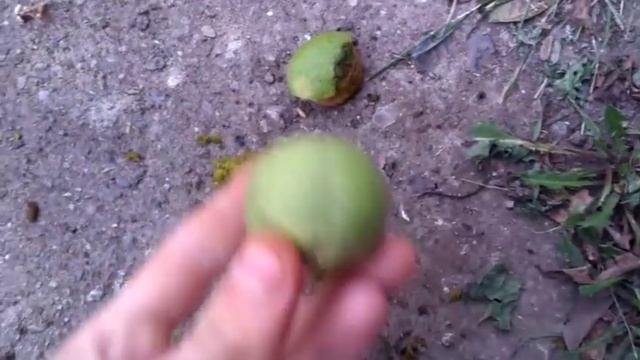 Самый честный обзор на орех смотреть онлайн