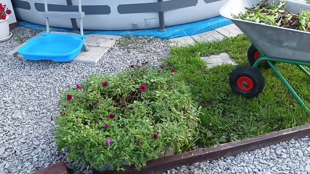 НЕПРИЯТНЫЙ СЮРПРИЗ!/ СТРИЖКА РАСТЕНИЙ/18.07.2023 г. смотреть онлайн