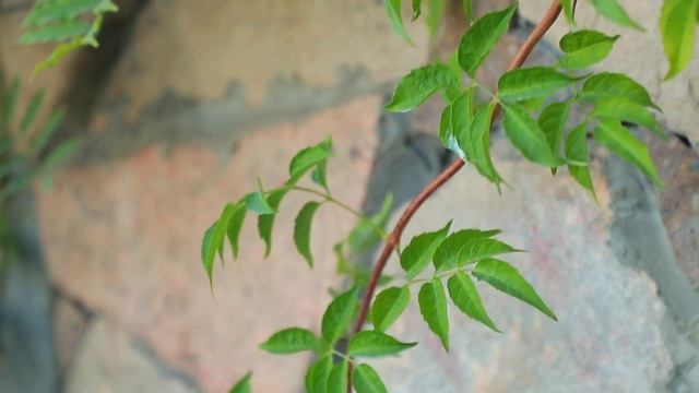 как ухаживать за растениями в жаркую погоду ???? смотреть онлайн