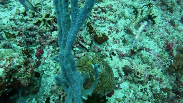 маленькая рыбка вытянутый носик