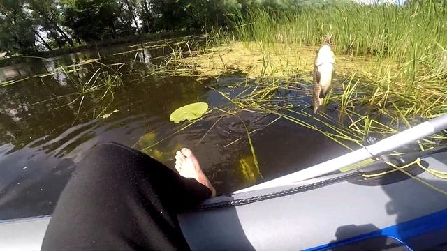 Ловля КАРАСЯ на Боковой Кивок. Лучшая Рыбацкая ПВХ лодка Shark Boat 230c. смотреть онлайн
