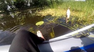 Ловля КАРАСЯ на Боковой Кивок. Лучшая Рыбацкая ПВХ лодка Shark Boat 230c.