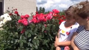 ВЫНОСЛИВЫЕ, ЗИМОСТОЙКИЕ РОЗЫ для средней полосы России