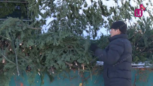 Сколько еловых лап уходит на монтаж одной елки смотреть онлайн