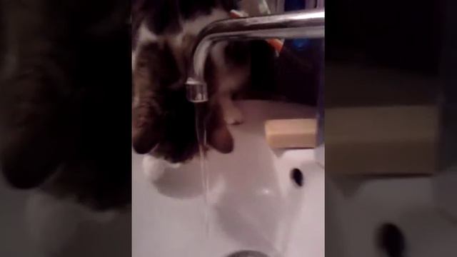 Кот Лошара пьёт воду из раковины смотреть онлайн