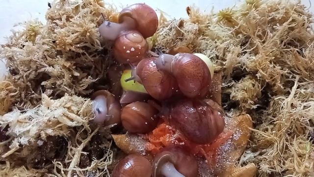 как перезимовали мои улиточки. Сюрприз от Овумов ххл#улитка #архахатины #овумы смотреть онлайн