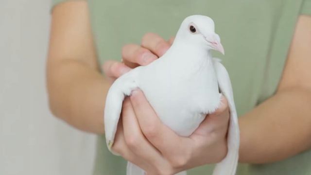 Как обучают почтовых голубей? Удивительные способности голубей. смотреть онлайн