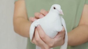 Как обучают почтовых голубей? Удивительные способности голубей.