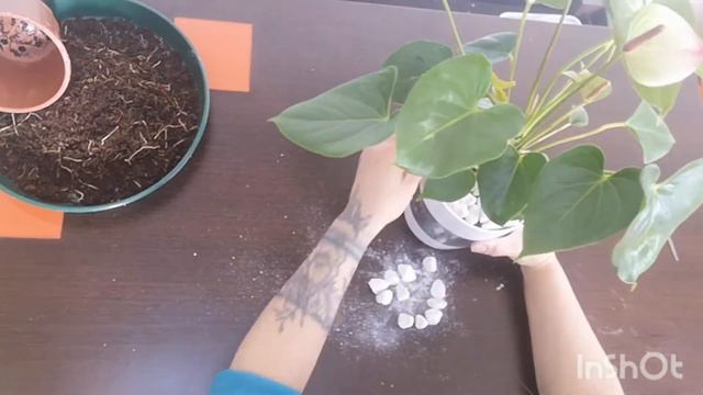 ANTHURIUM ANDREANUM, trasplante y cuidados - Sandra Villar смотреть онлайн