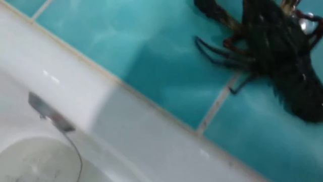 раки раколовка смотреть онлайн