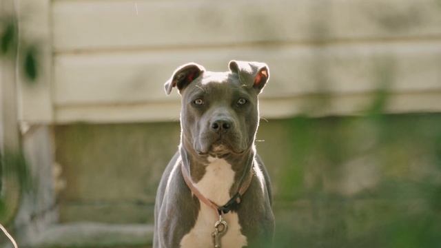 QUANDO UM PIT BULL ENCONTRA UMA PÍTON смотреть онлайн