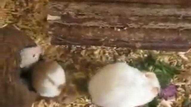 Хомяки сирийские Красавица мама и её детеныши СИРИЙСКИЙ ХОМЯК Хомяки домашние ВИДЕО ПРО ХОМЯКОВ смотреть онлайн