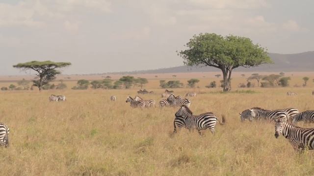 5 Hybrid Animals From Around The World смотреть онлайн
