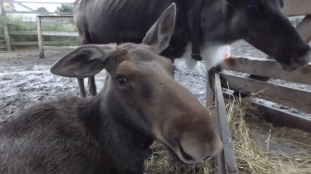Чудо питомцы смотреть онлайн