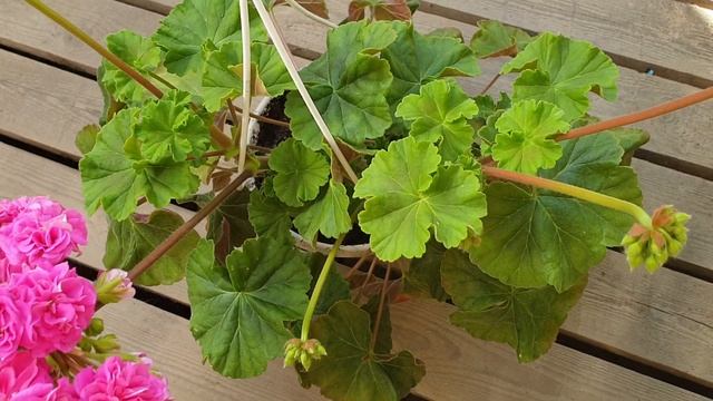 Ю Грушенька смотреть онлайн