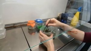 Микроклональное размножение. Введение эксплантов в культуру in vitro