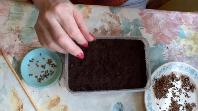 Как вырастить тую из семян смотреть онлайн