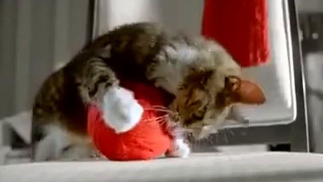Напёрдыш в рекламе Kitekat смотреть онлайн