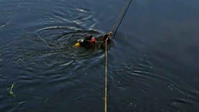 Морёный дуб. Сохраним живые дубы! Дмитрий Исаенко смотреть онлайн