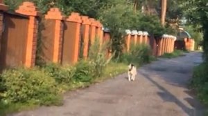 Соседская собака прыгает через забор.