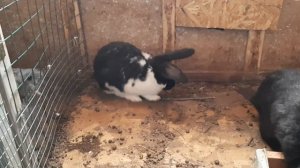 КАК ЛЕЧИТЬ ПОНОС У КРОЛИКОВ, ИЗ-ЗА ЧЕГО ОН ПОЯВЛЯЕТСЯ.