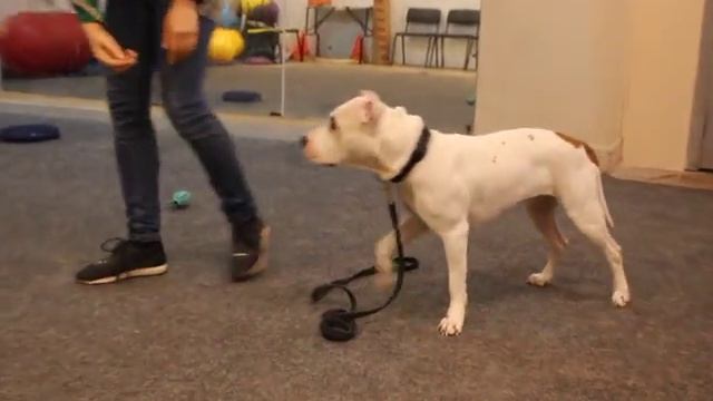 Как общаться с собакой? Как понять собаку? как общаться с любимцем? строим диалог смотреть онлайн