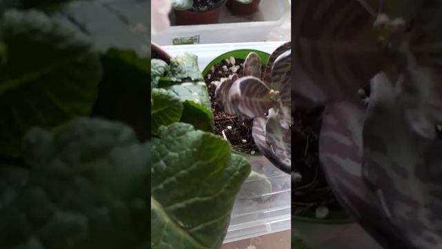 Sukulent, Kalanchoe Humilis Desert Surprise смотреть онлайн