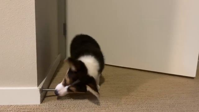 Корги против дверного косяка смотреть онлайн