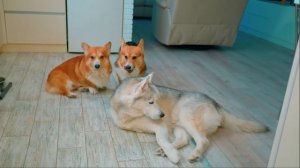 КАК СПАСТИ ПЕКЛО ПСА? DOGDAY VS CATNAP!! Полный фильм