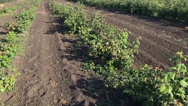Малина Конек горбунок. Питомник Школьный сад. смотреть онлайн