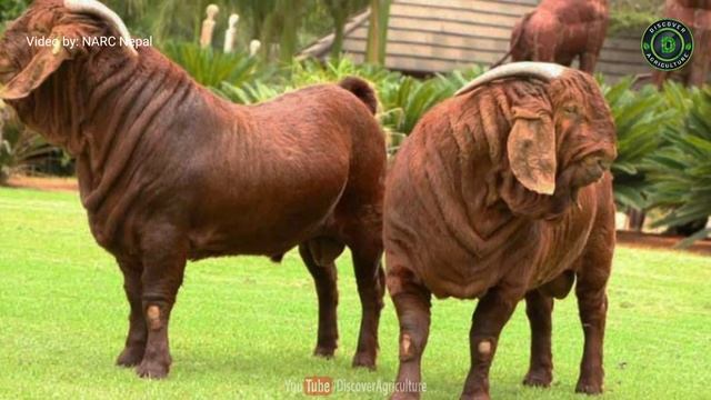 How to start Goat Farming Business | Goat Farming Business Plan | Goat Farming Guide for Beginners смотреть онлайн