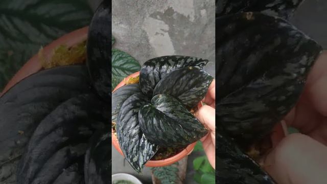 Scindapsus Lembah Hitam Borneo - Fazza Nursery - Popular Plants смотреть онлайн