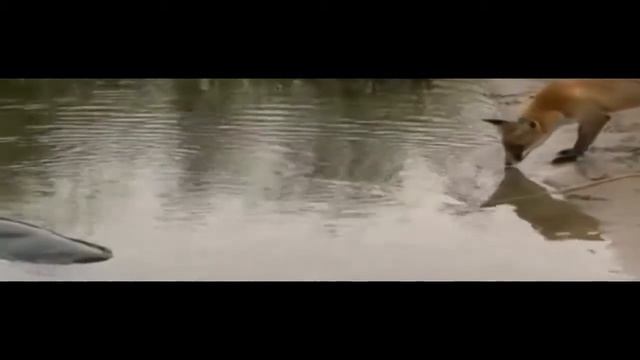 ЖИВОТНЫЕ ПРОВЕРЯЮТ СЕТИ РЫБАКОВ-ANIMAL CHECK NETWORK OF FISHERMEN смотреть онлайн