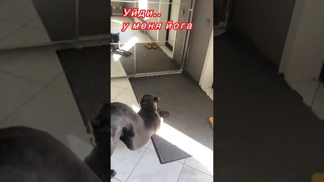 ЗОЖ.. #канекорсо #canecorso