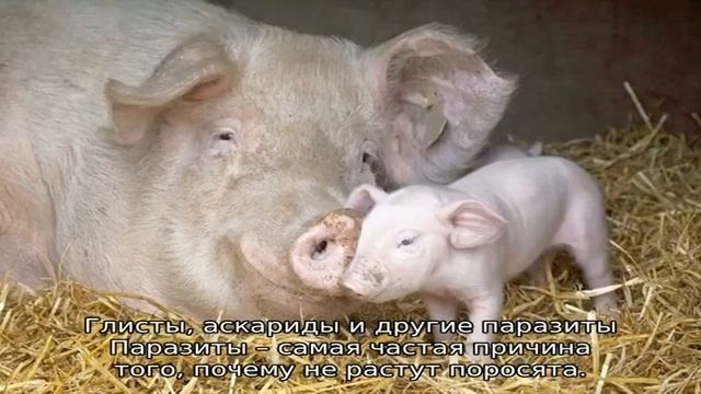 Поросята плохо едят и растут, что делать смотреть онлайн