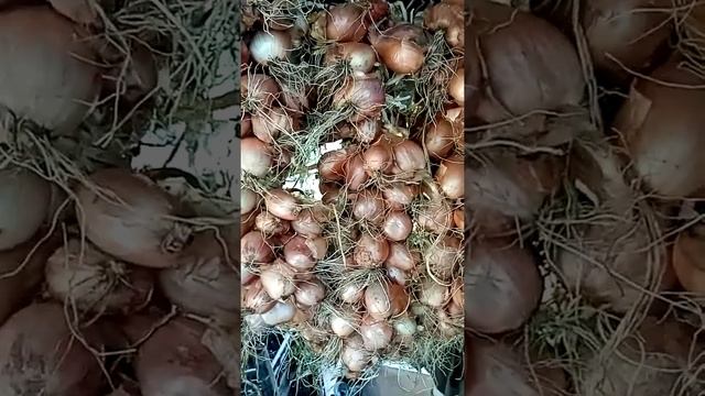 Как сохранить лук на зиму Заплетаю из лука косы и так сушу подвесив на верёвке Бабушкин рецепт июль смотреть онлайн