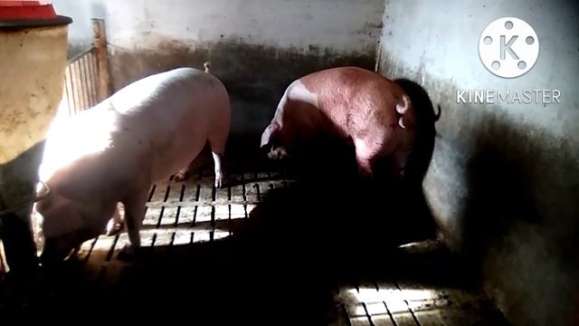 Убой в 6месяцев и 9 дней, живой вес 200кг, 148 тушкой. смотреть онлайн