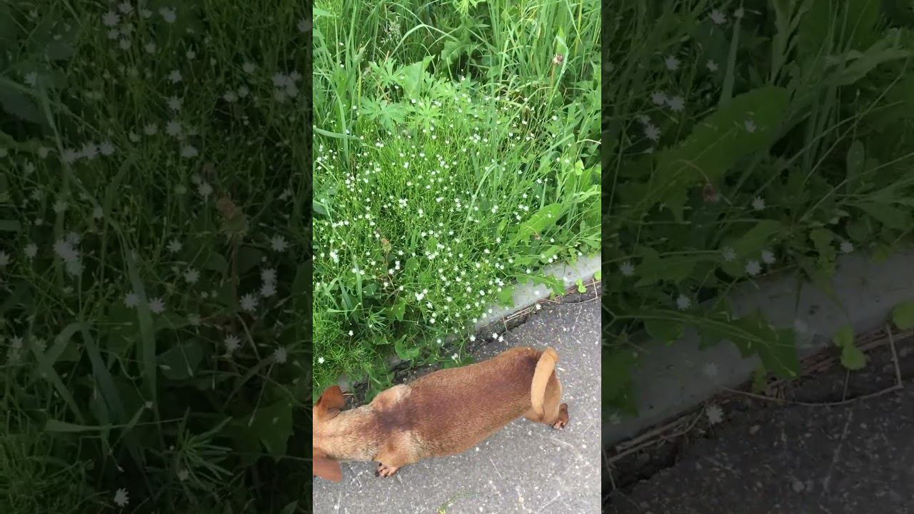 Гуляем с Риччи #dog #гуляемссобакой #прогулка #летоцветы смотреть онлайн