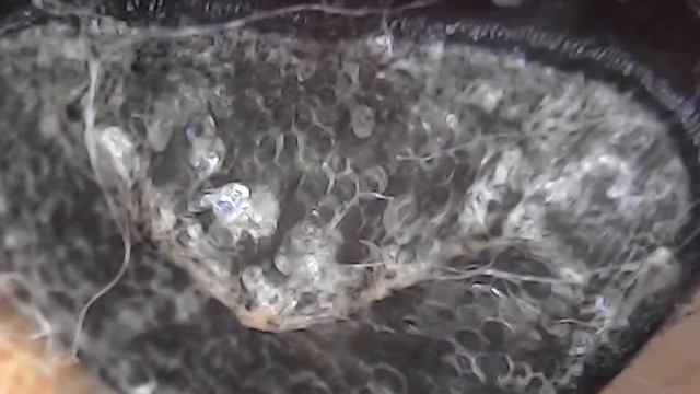 Это не змеиная шкура.) Это срез темнолистового черенка фиалки. Под микроскопом. смотреть онлайн