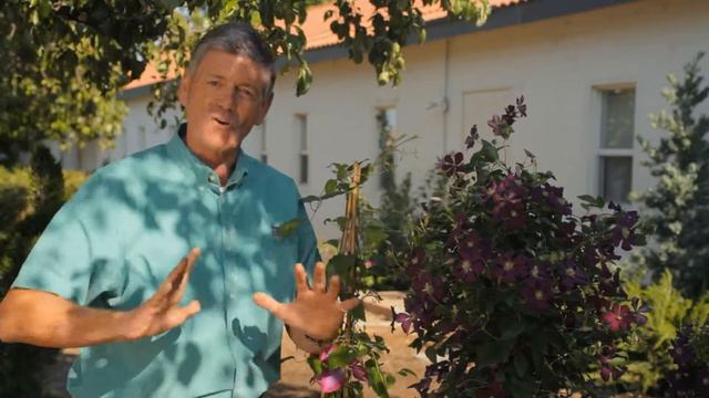 How To Choose A Clematis : Garden Savvy