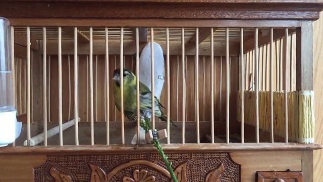 Siskin Птица Чиж смотреть онлайн