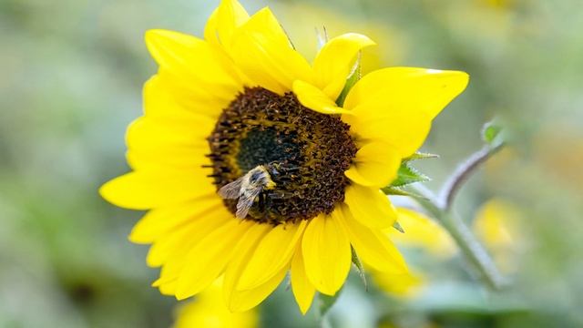 Лечебная музыка для сердца и сосудов! Музыка для глубокого сна и расслабления для души смотреть онлайн