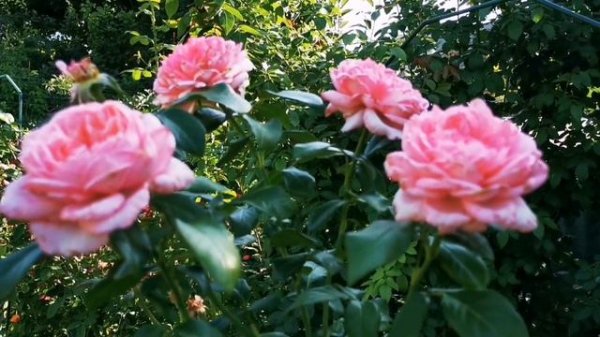 La Rose de Molinard  Ля Роз дэ Молинар  Delbard Франция, 2007